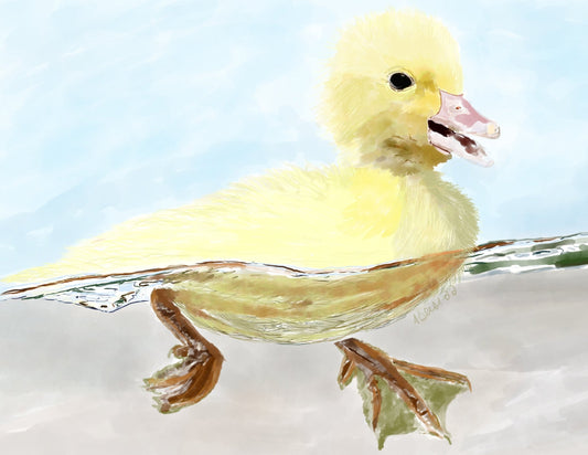 Duck Fine Art Print - Blue Cava