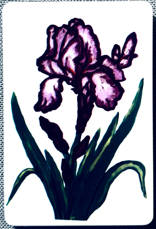 Irish Lily Magnet - Blue Cava